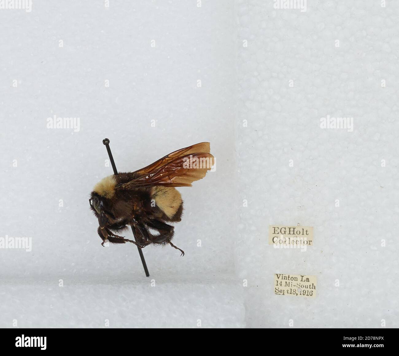 Labombom Insect Vinton, 14 Miles South, Calcasieu, Louisiana, United States, Bombus ...