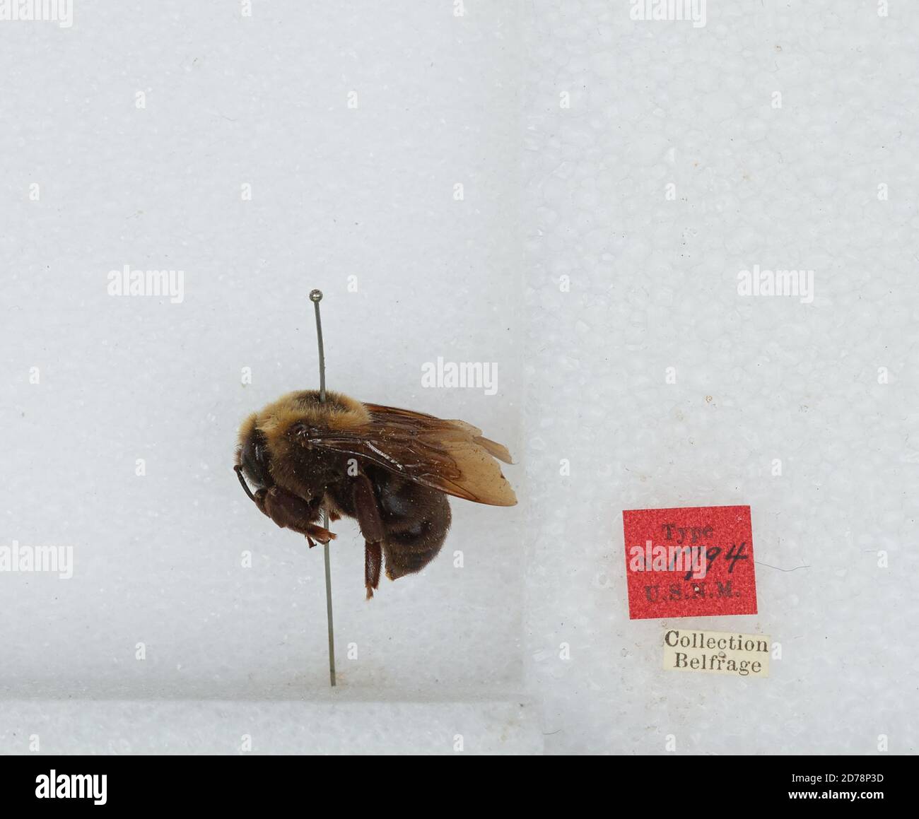 Bombus (Psithyrus) variabilis (Cresson), Animalia, Arthropoda, Insecta ...