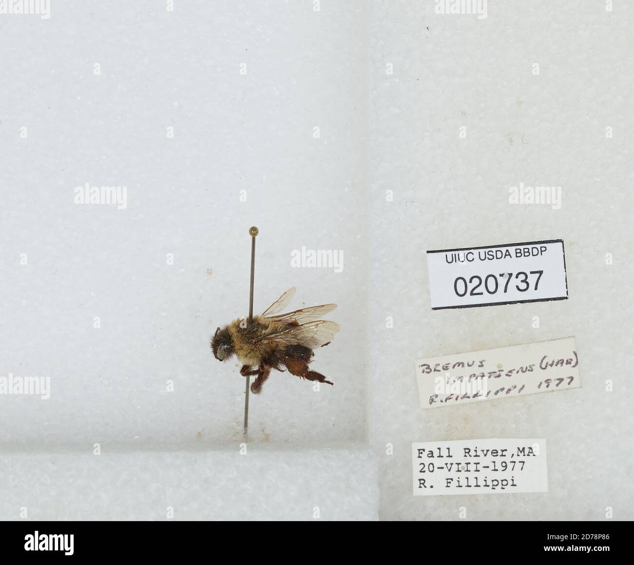 Bitol Insects Fall River, Bristol, Massachusetts, United States, Bombus sp., Animalia ...