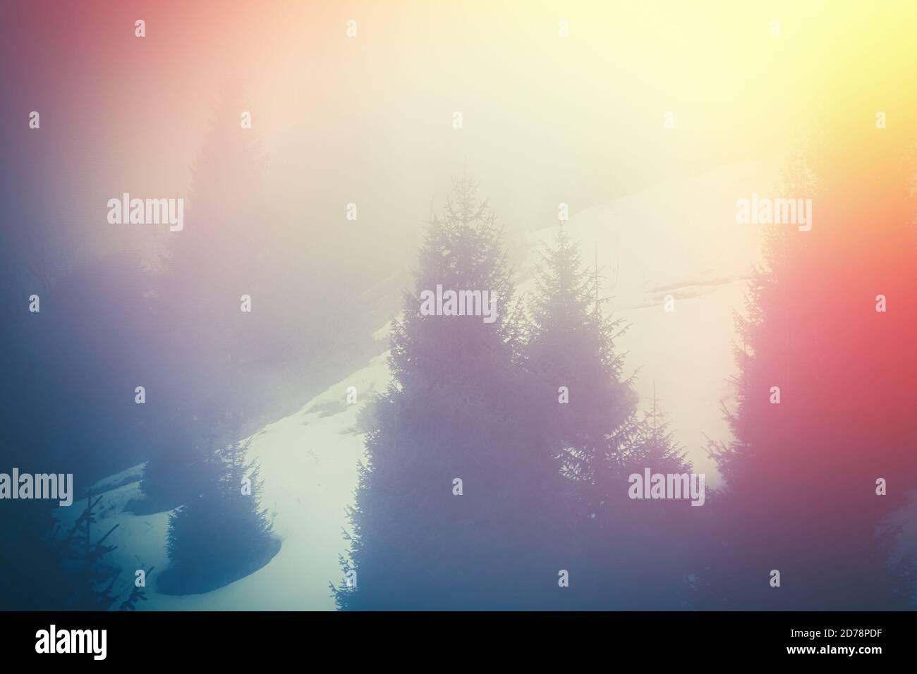 Pine forest in the multi colored fog background Stock Photo