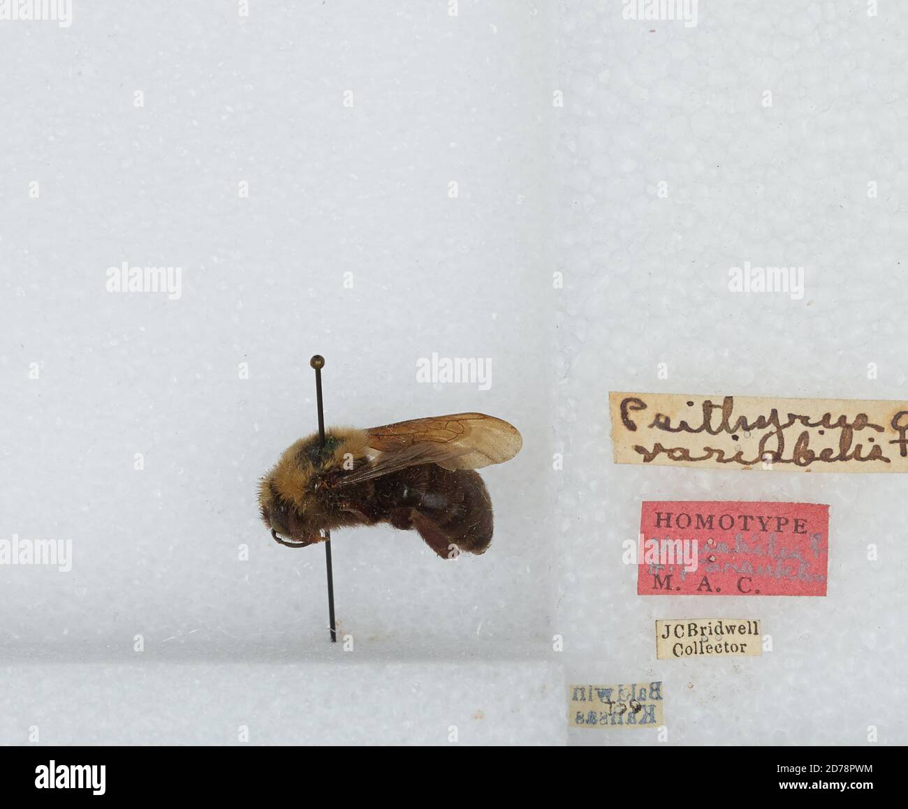 Baldwin, Douglas, Kansas, United States, Bombus (Psithyrus) variabilis ...