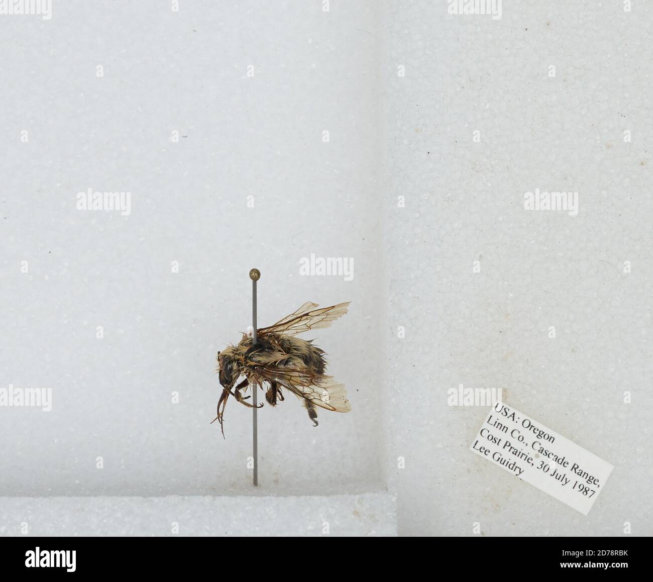 Cascade Range, Lost Prairie, Linn, Oregon, United States, Bombus sp ...