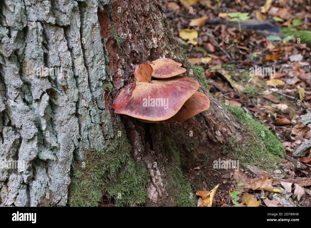 Forest mushrooms have grown on an old tree Stock Photo