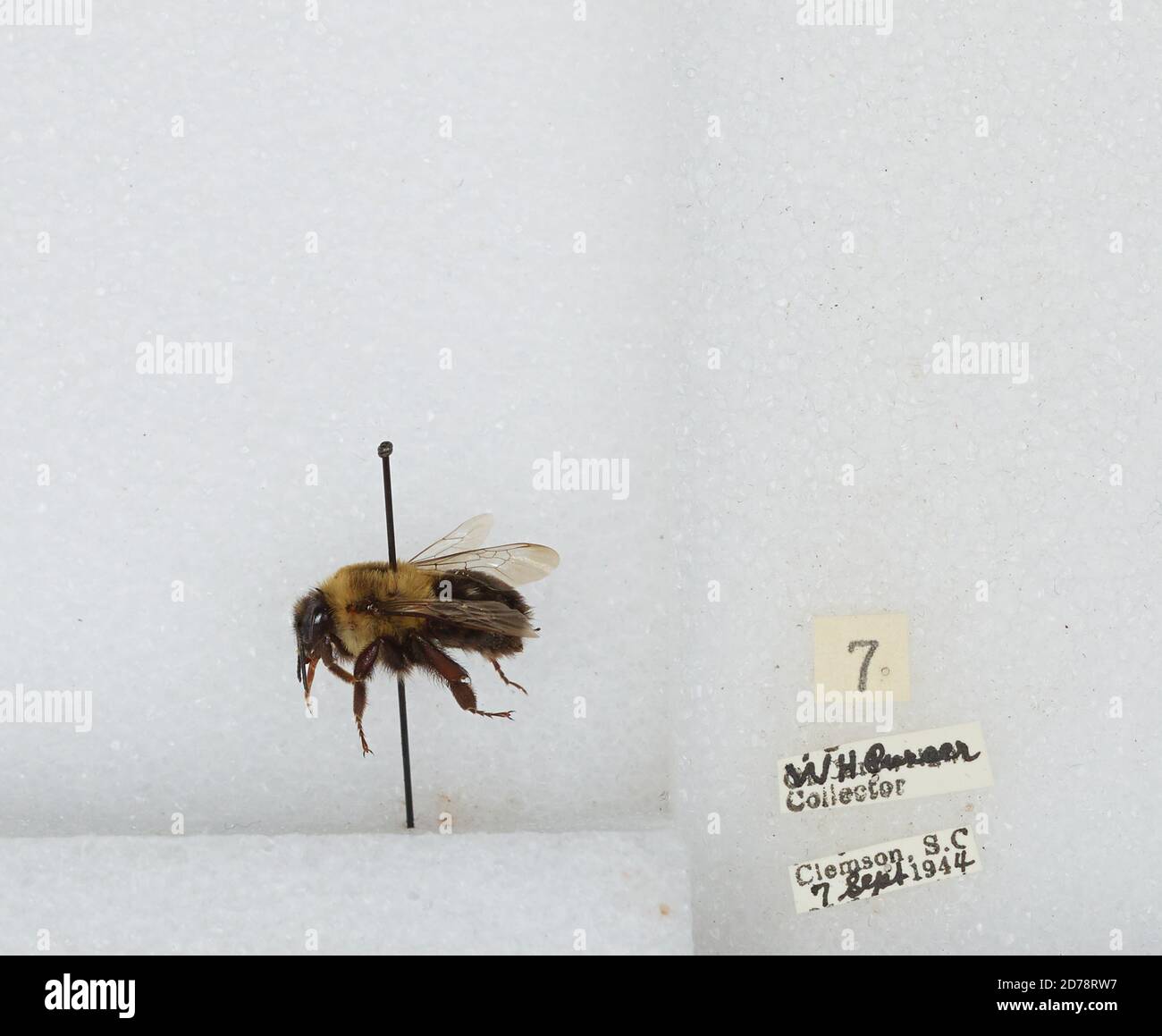 Clemson, Pickens, South Carolina, United States, Bombus (Psithyrus