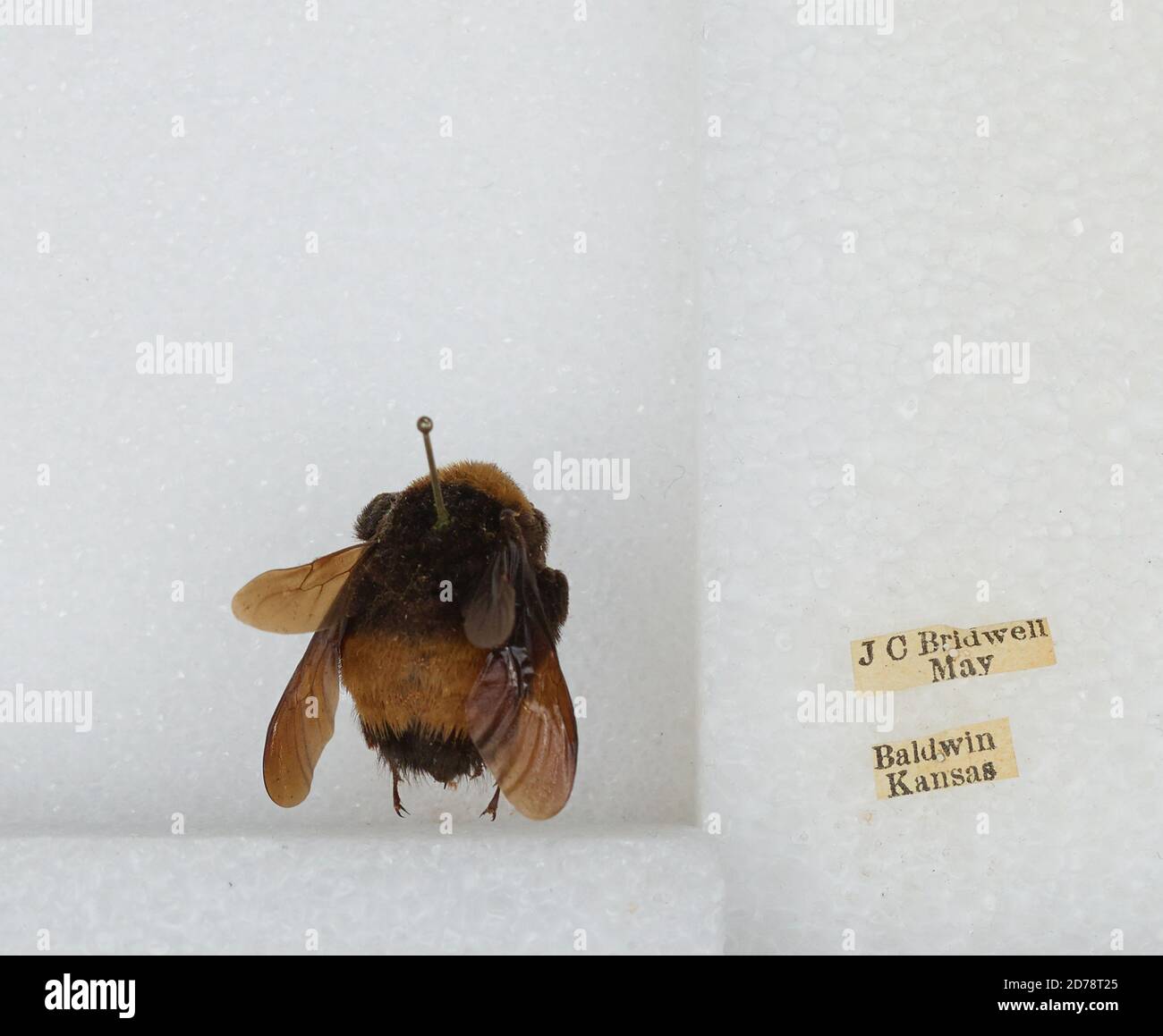 Baldwin, Douglas, Kansas, United States, Bombus sp., Animalia ...
