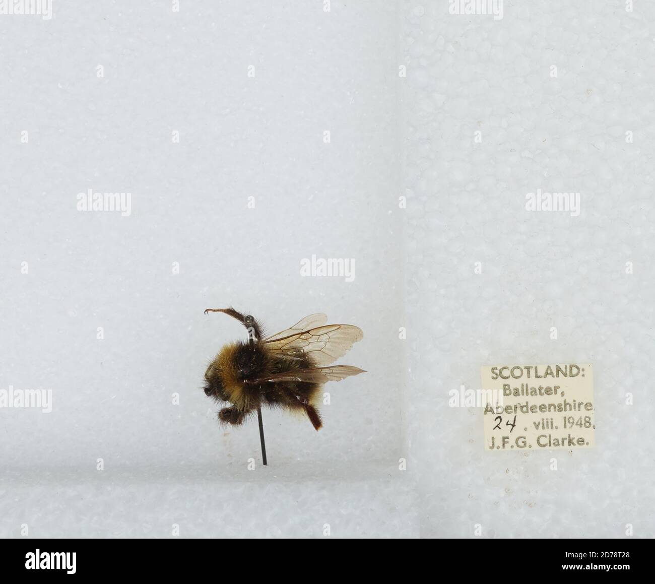 Ballater Rabbit Ballater, Aberdeenshire, Scotland, United Kingdom, Bombus (Psithyrus ...