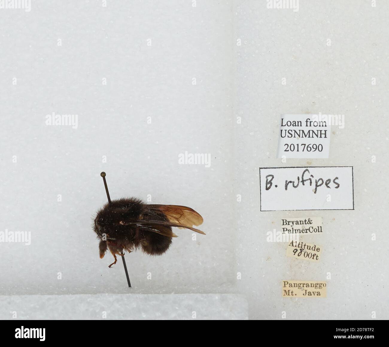 Mount Pangranggo, West Java, Indonesia, Bombus (Rufipedibombus) rufipes ...
