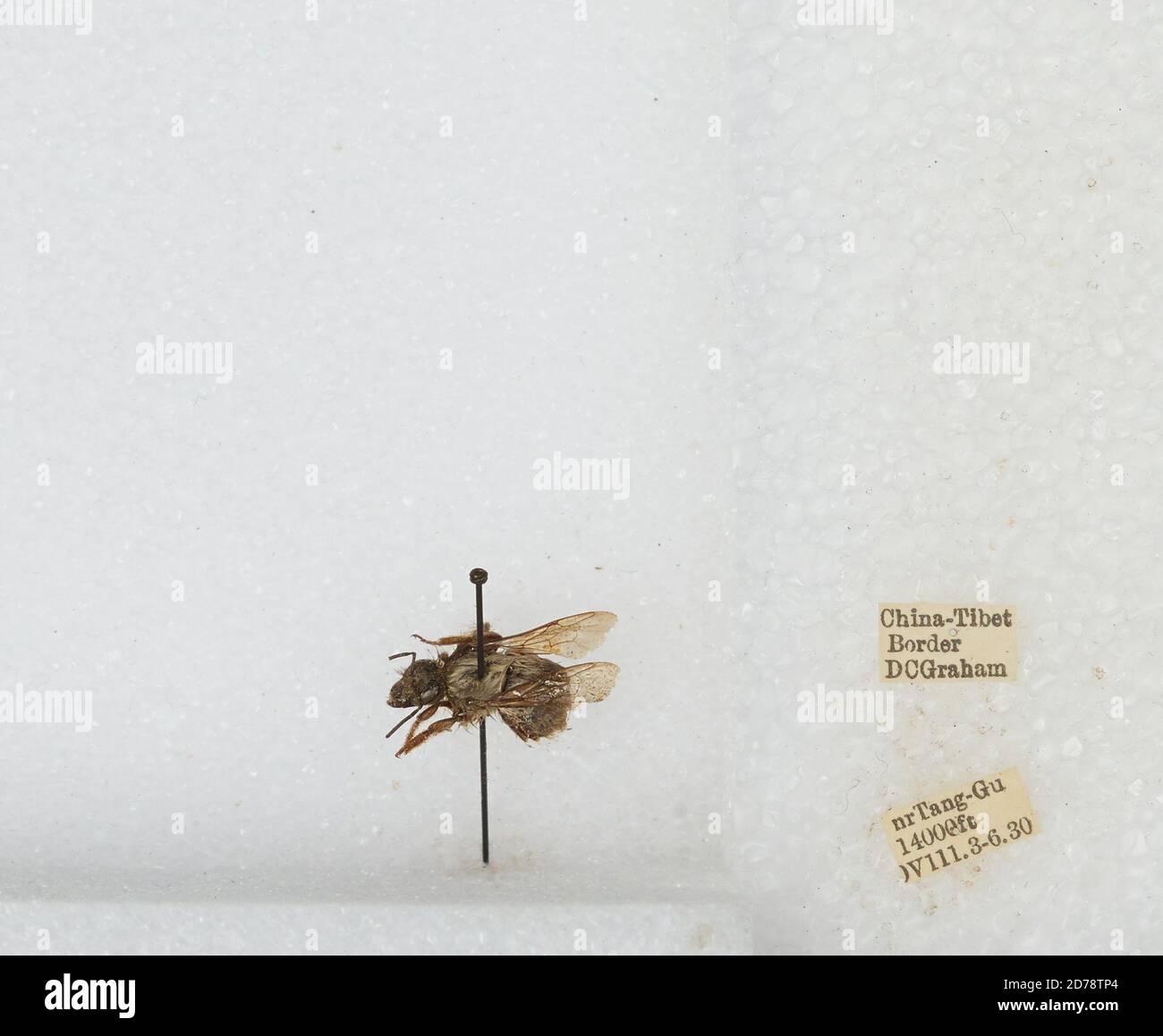 China-Tibet Border near Tang-Gu, Sichuan, China, Bombus sp., Animalia ...