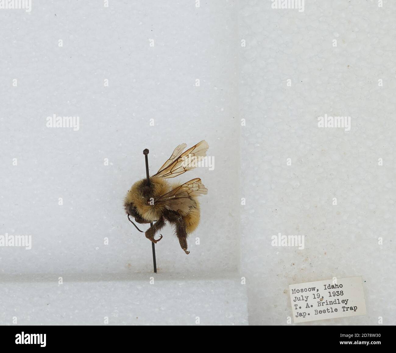 Moscow, Latah, Idaho, United States, Bombus sp., Animalia, Arthropoda ...