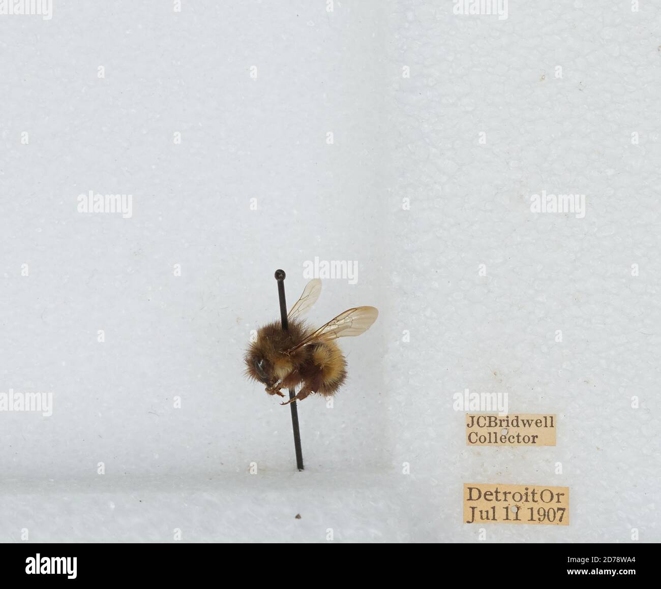 Oregon Bi Insect Detroit, Marion, Oregon, United States, Bombus (Pyrobombus) sitkensis ...