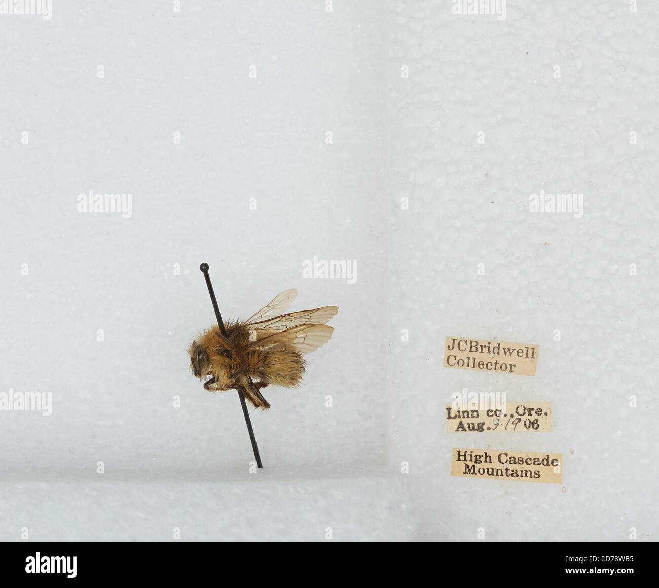 High Cascade Mountains, Linn, Oregon, United States, Bombus (Pyrobombus ...