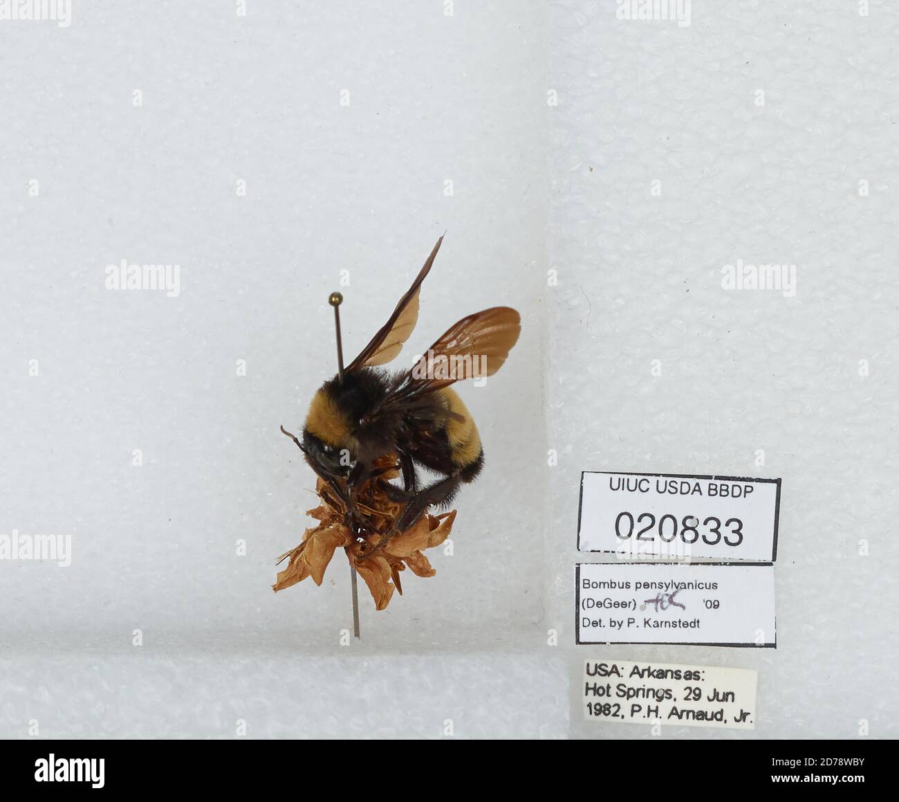 Hot Springs, Garland, Arkansas, United States, Bombus sp., Animalia ...