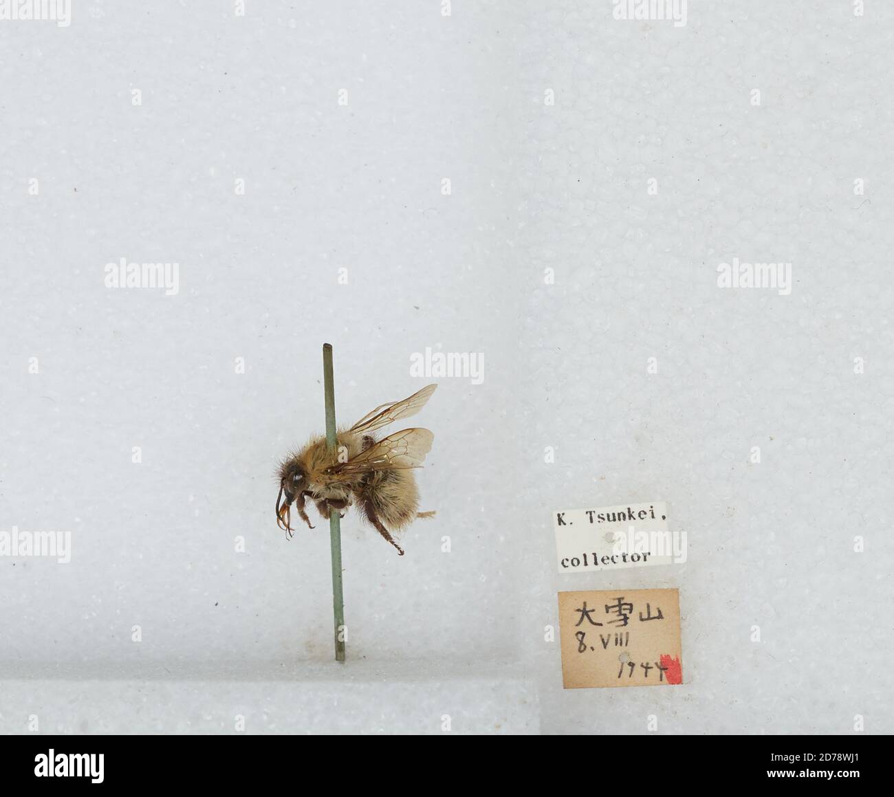  Daisetsuzan National Park, Kamikawa, Hokkaido, Japan, Bombus sp Bildidee 