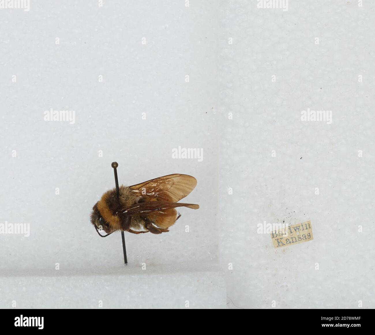 Baldwin, Douglas, Kansas, United States, Bombus (Fervidobombus ...