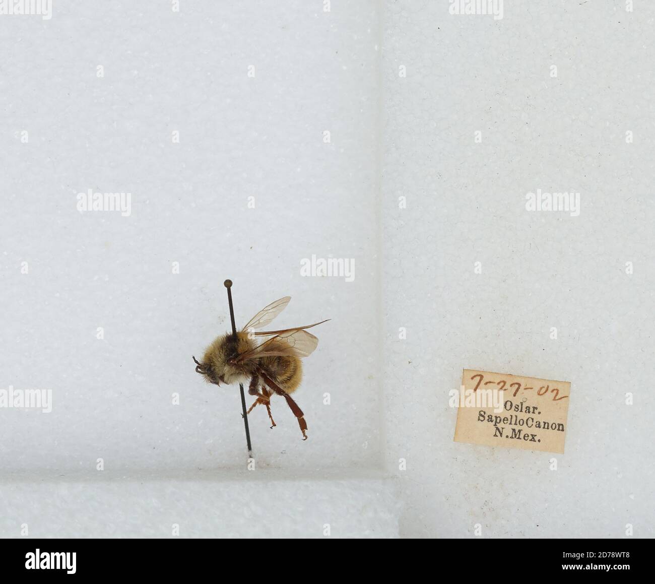 Miguel Insect Sapello Canyon, San Miguel, New Mexico, United States, Bombus sp ...