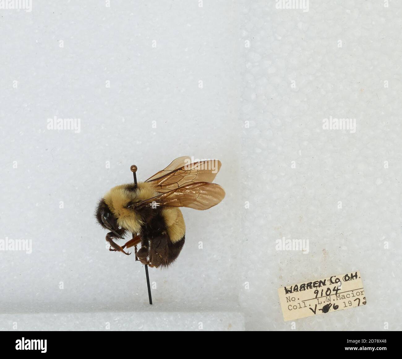Warren, Ohio, United States, Bombus (Bombus) affinis Cresson, Animalia ...
