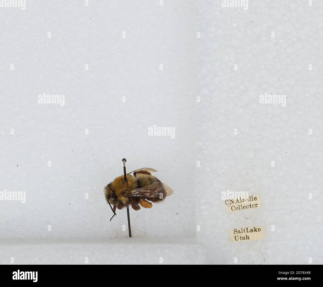 Salt Lake City, Salt Lake, Utah, United States, Bombus sp., Animalia ...