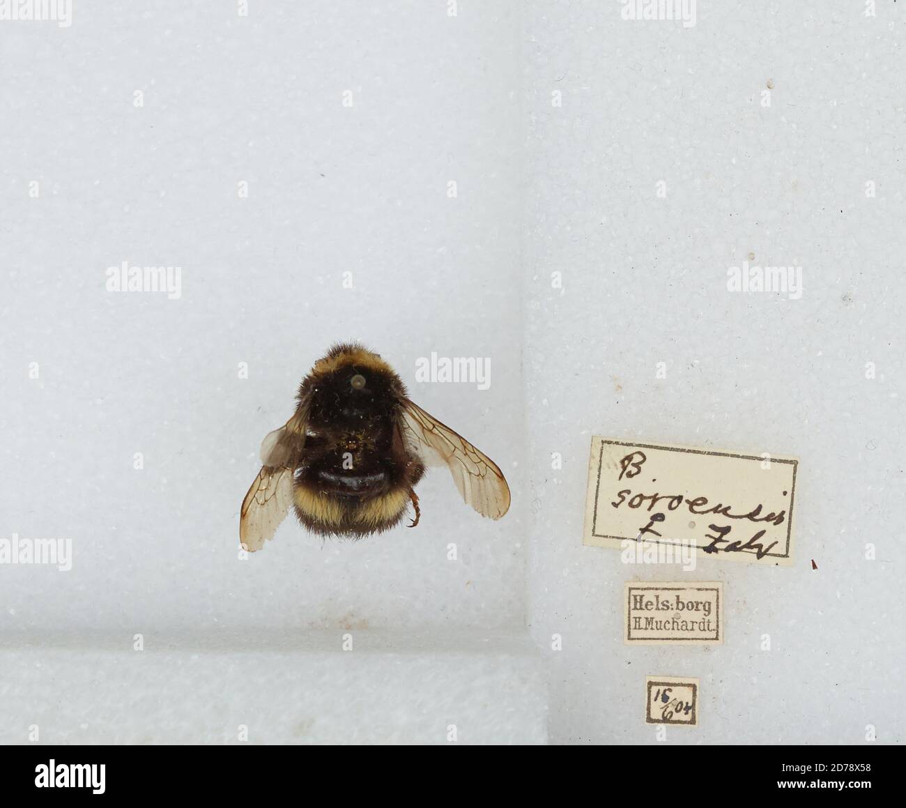 Hels:borg, Bombus (Kallobombus) soroeensis (Fabricius), Animalia, Arthropoda, Insecta, Hymenoptera, Apidae, Apinae Stock Photo