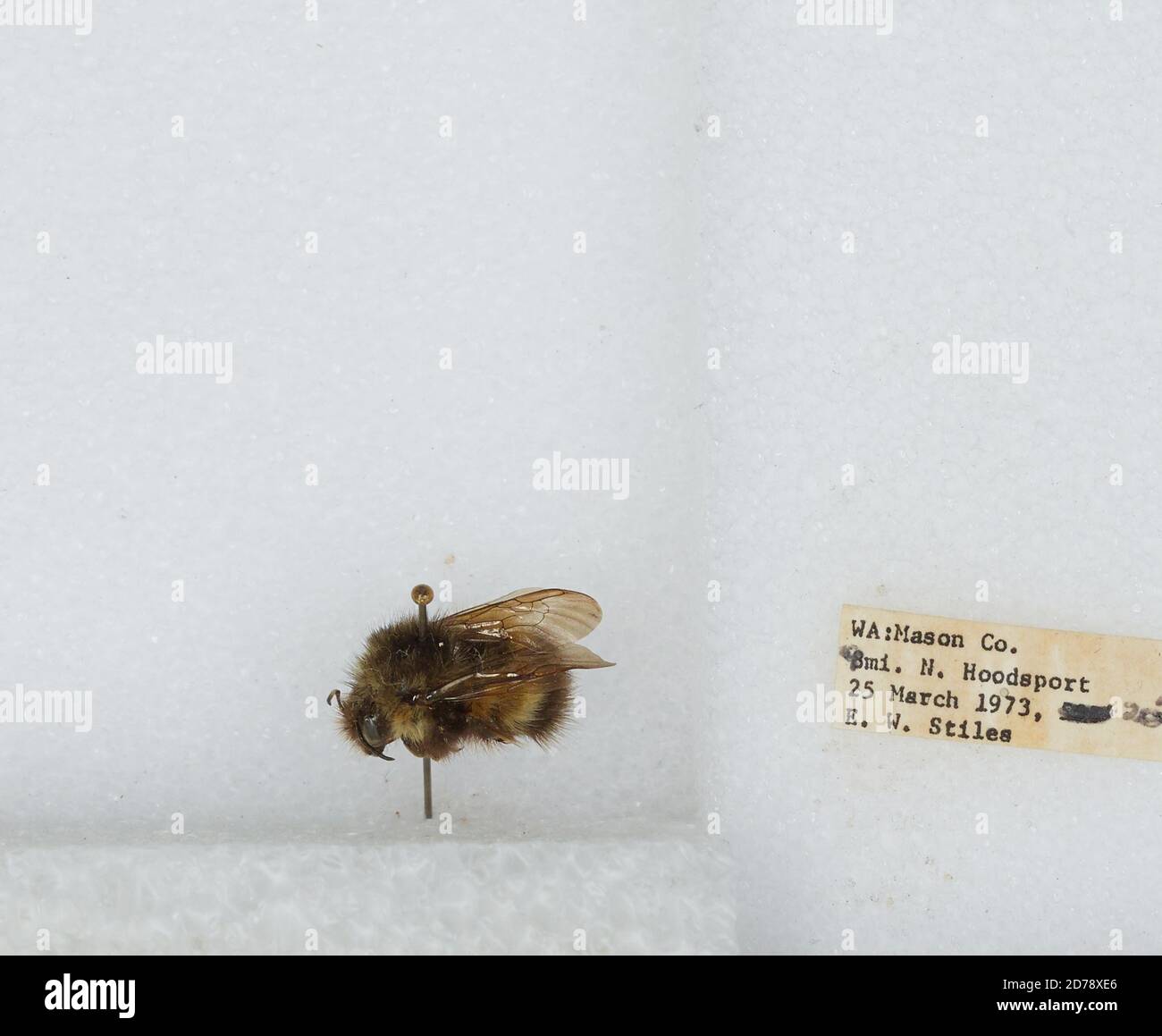 8 miles north of Hoodsport, Mason, Washington, United States, Bombus (Pyrobombus) sitkensis Nylander, Animalia, Arthropoda, Insecta, Hymenoptera, Apidae, Apinae Stock Photo
