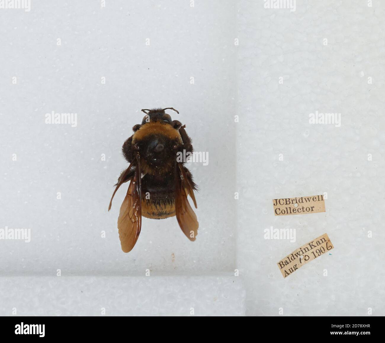Baldwin, Douglas, Kansas, United States, Bombus (Fervidobombus ...