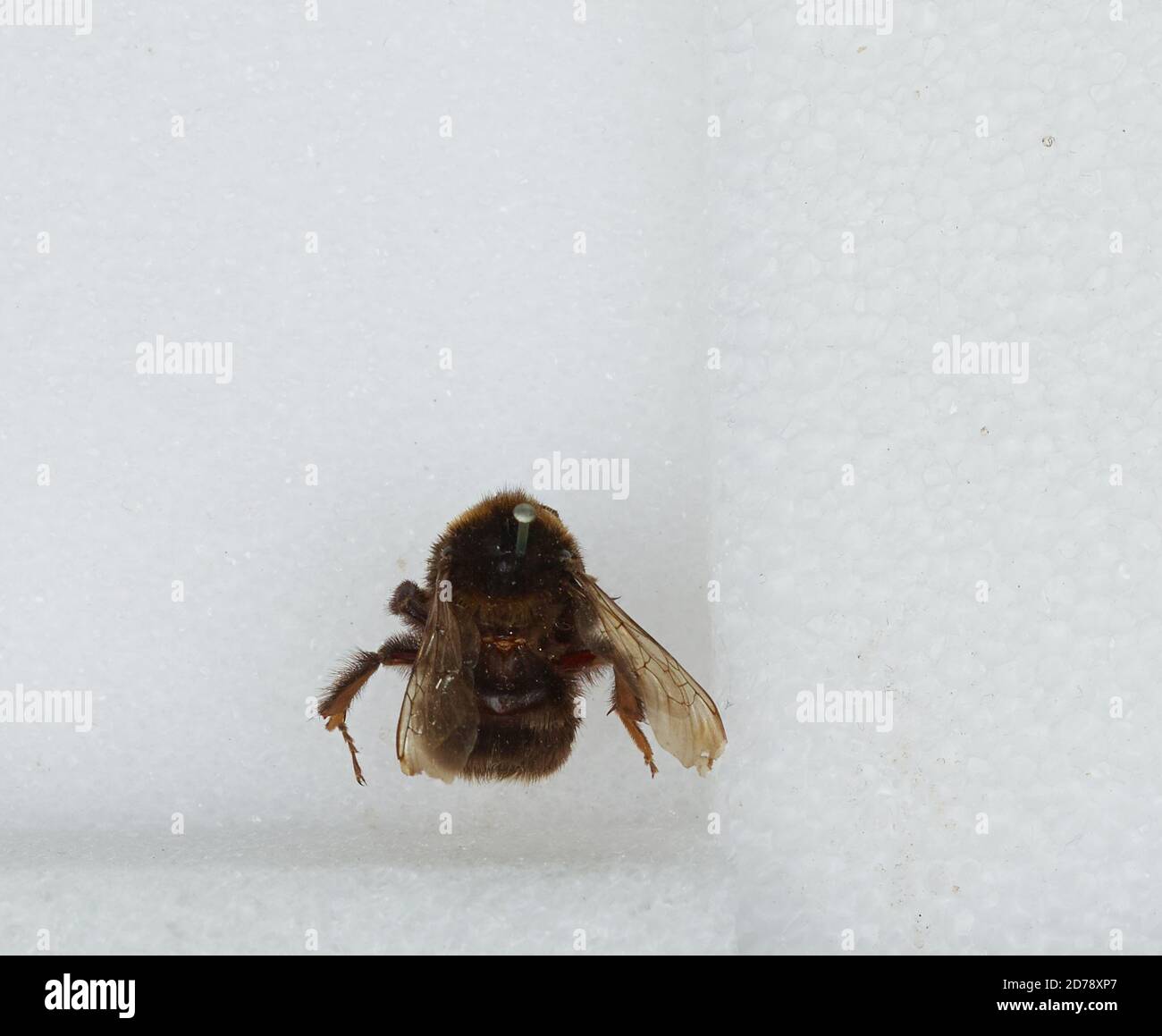 Bombus (Subterraneobombus) subterraneus (Linnaeus), Animalia, Arthropoda, Insecta, Hymenoptera, Apidae, Apinae Stock Photo