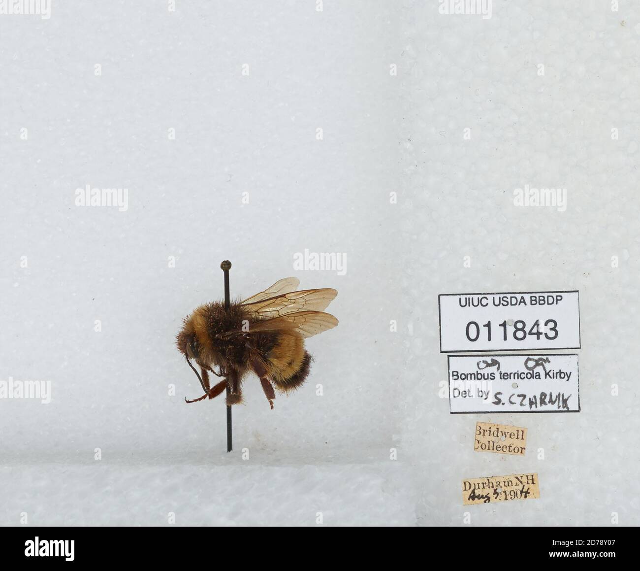 Durham, Strafford, New Hampshire, United States, Bombus (Bombus ...