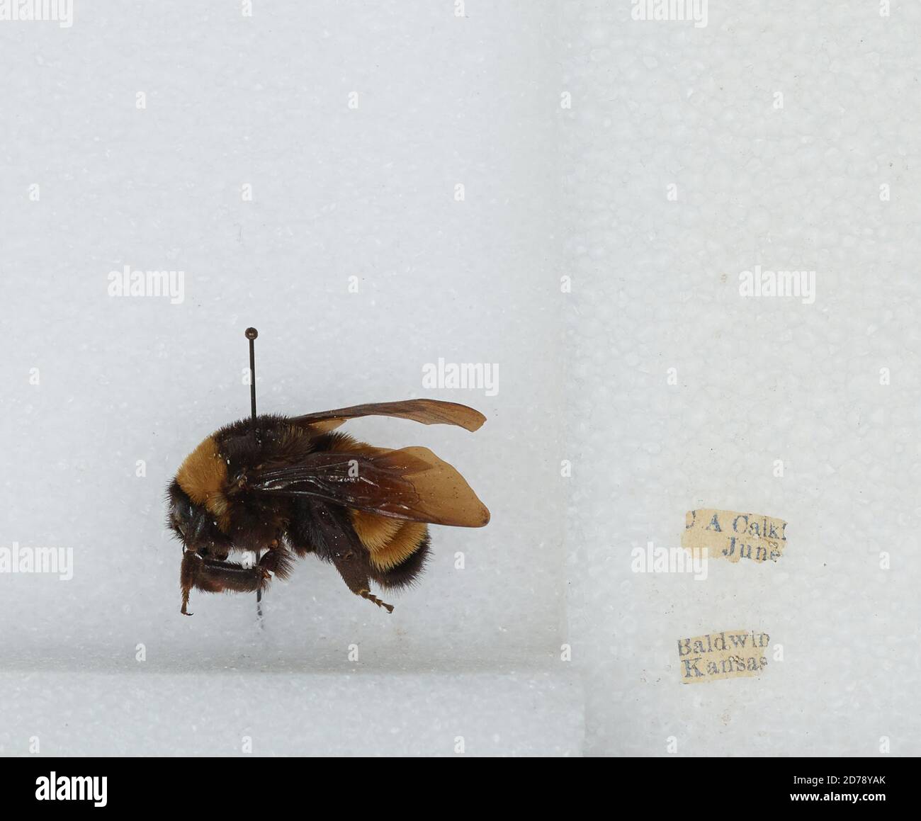 Baldwin, Douglas, Kansas, United States, Bombus (Fervidobombus ...