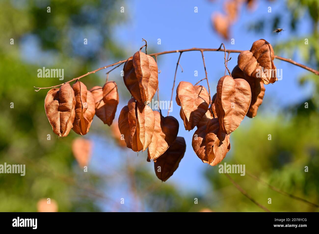 Bladdernut fruits Stock Photo