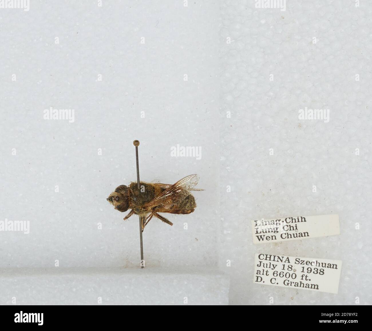 Linag-Chih, Lung Chi, Wenchuan Xian, Sichuan, China, Bombus sp ...