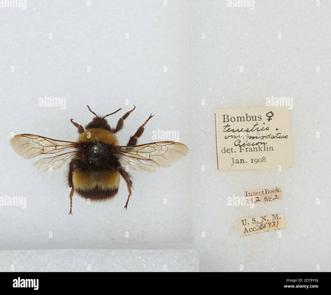 Bombus (Bombus) patagiatus Nylander, Animalia, Arthropoda, Insecta ...