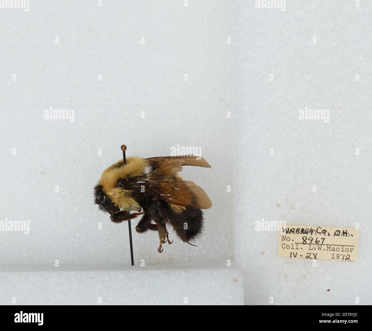 Warren, Ohio, United States, Bombus (Bombus) affinis Cresson, Animalia ...
