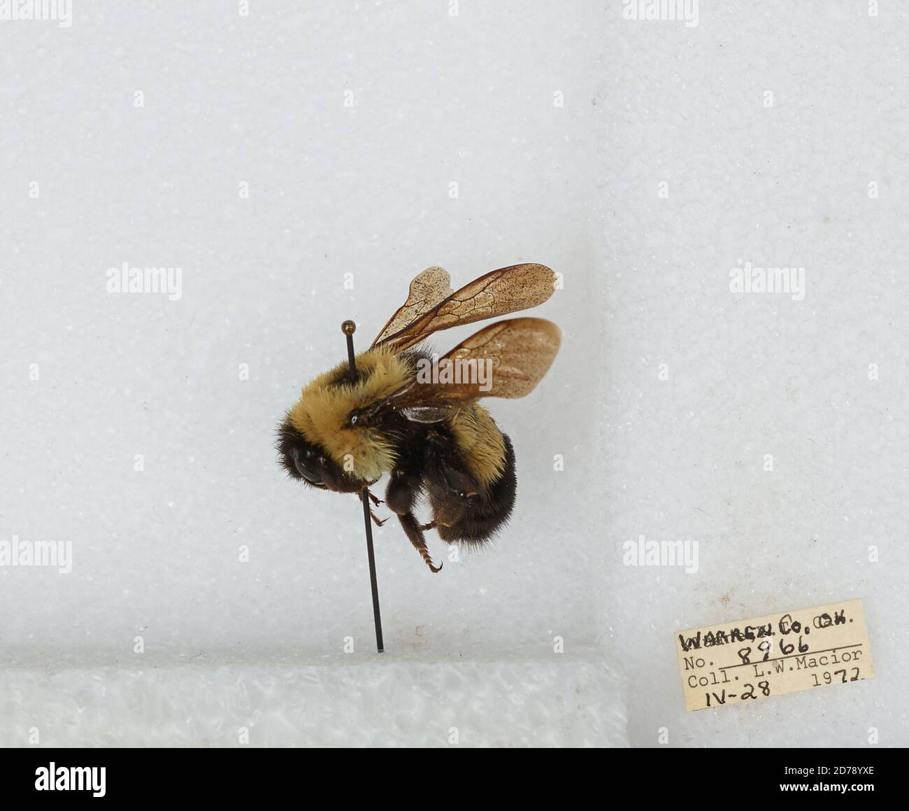 Warren, Ohio, United States, Bombus (Bombus) affinis Cresson, Animalia ...