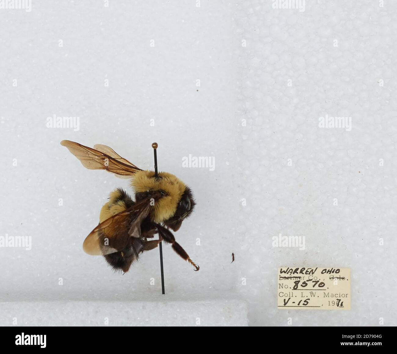 Warren, Ohio, United States, Bombus (Bombus) affinis Cresson, Animalia ...
