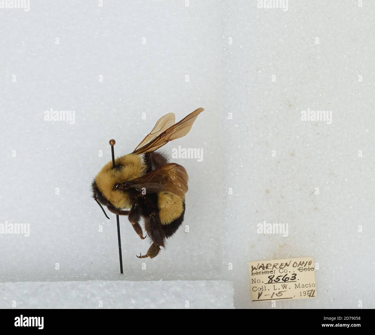 Warren, Ohio, United States, Bombus (Bombus) affinis Cresson, Animalia ...