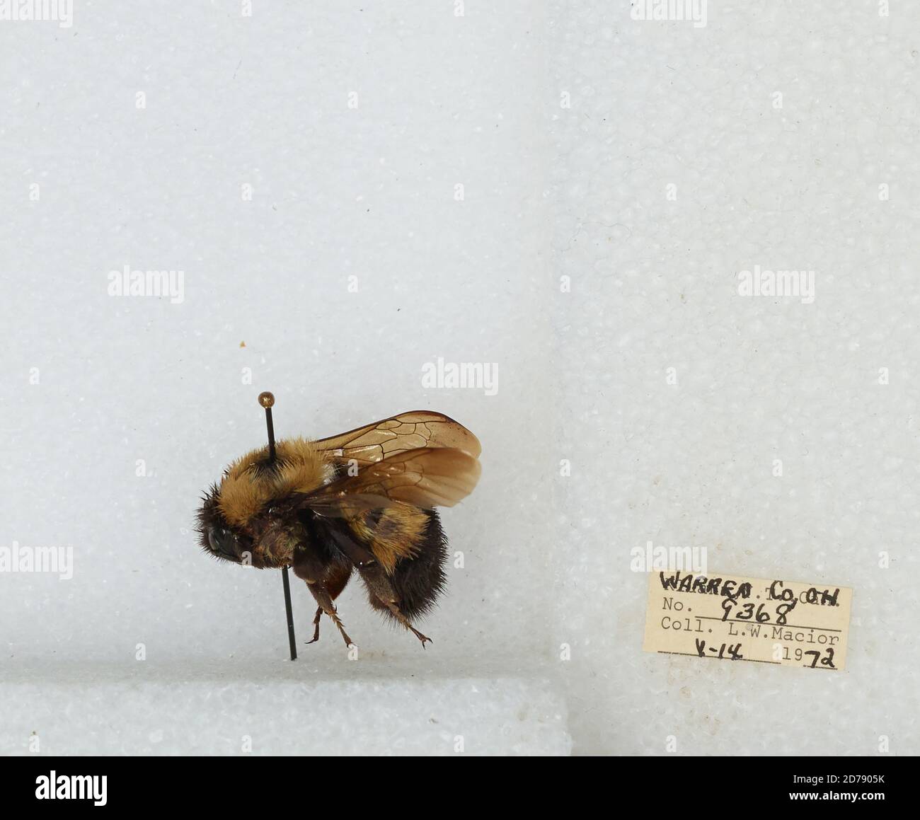 Warren, Ohio, United States, Bombus (Bombus) affinis Cresson, Animalia ...
