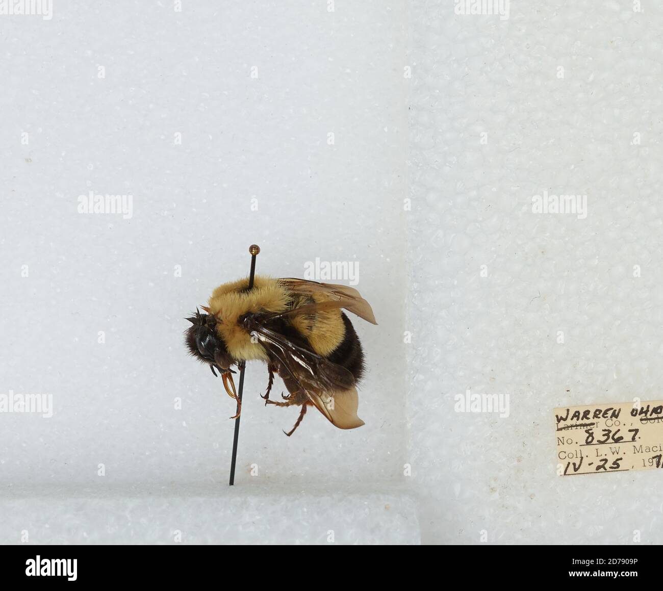 Warren, Ohio, United States, Bombus (Bombus) affinis Cresson, Animalia ...
