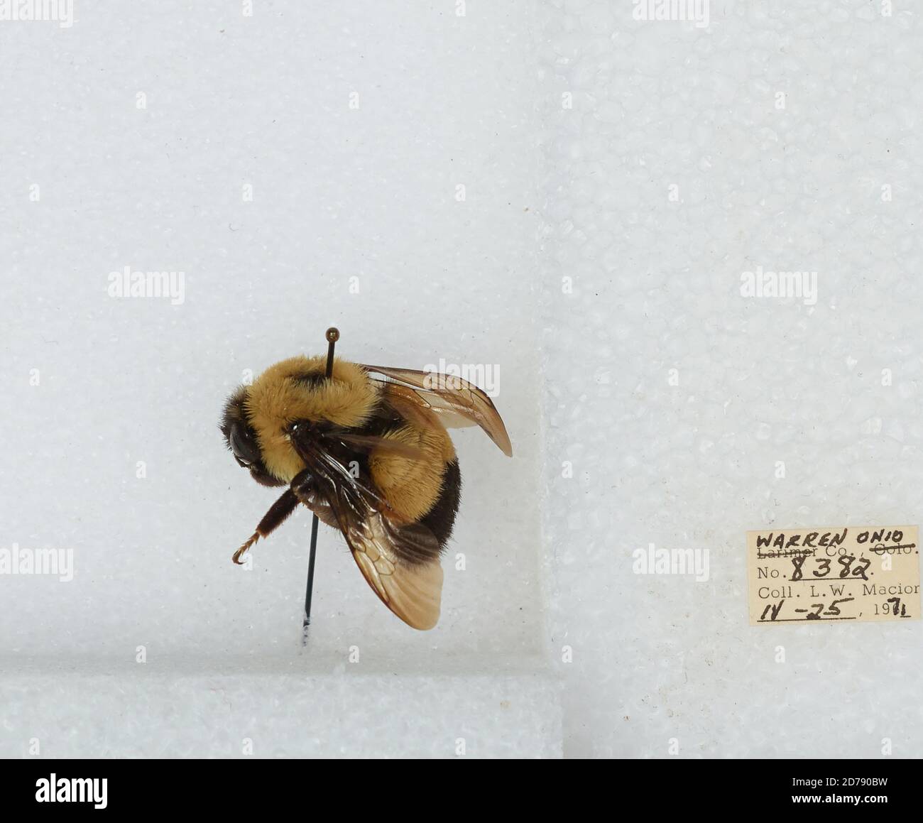 Warren, Ohio, United States, Bombus (Bombus) affinis Cresson, Animalia ...