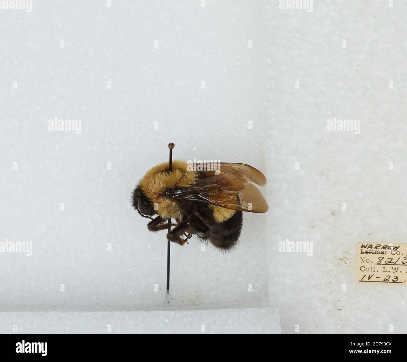 Warren, Ohio, United States, Bombus (Bombus) affinis Cresson, Animalia ...