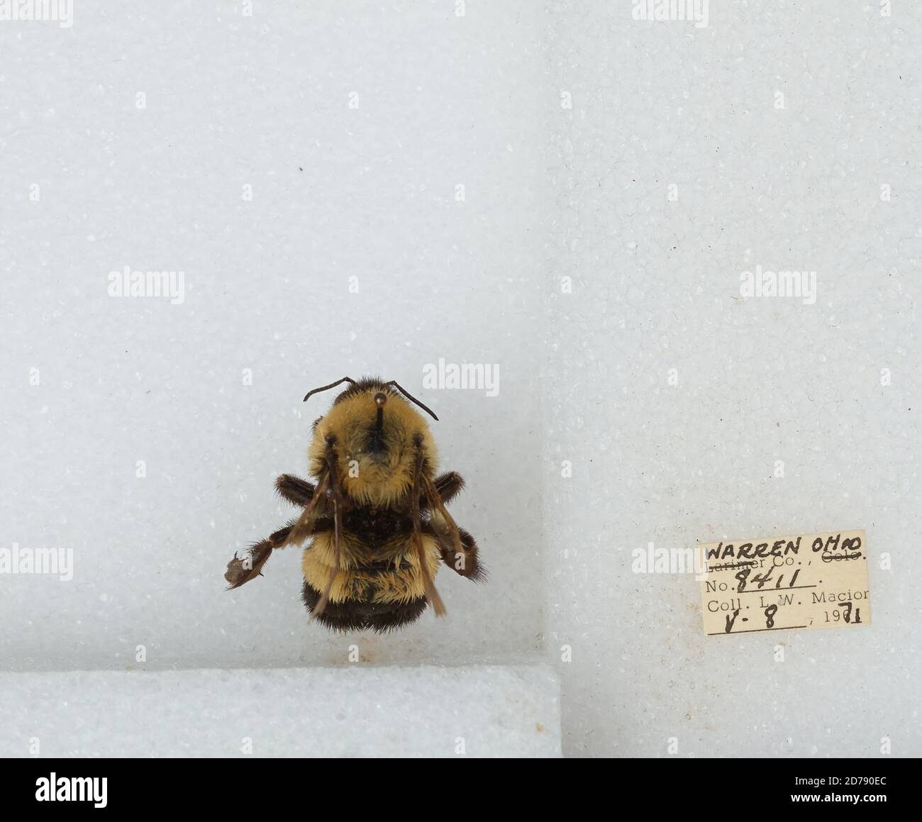 Warren, Ohio, United States, Bombus (Bombus) affinis Cresson, Animalia ...