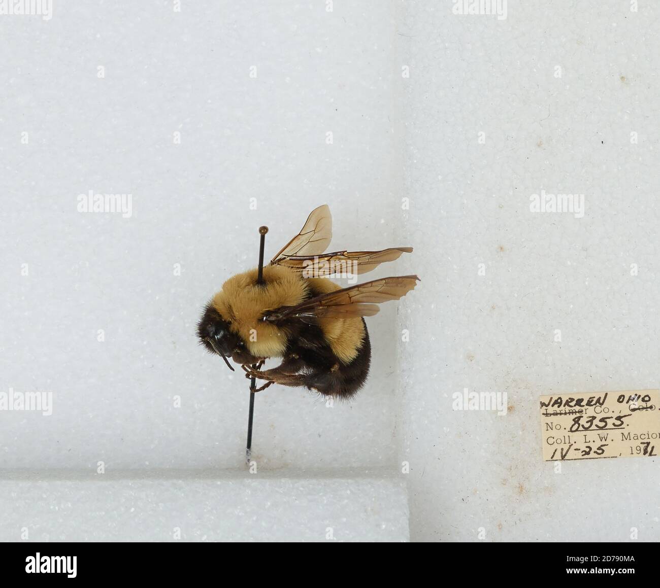 Warren, Ohio, United States, Bombus (Bombus) affinis Cresson, Animalia ...