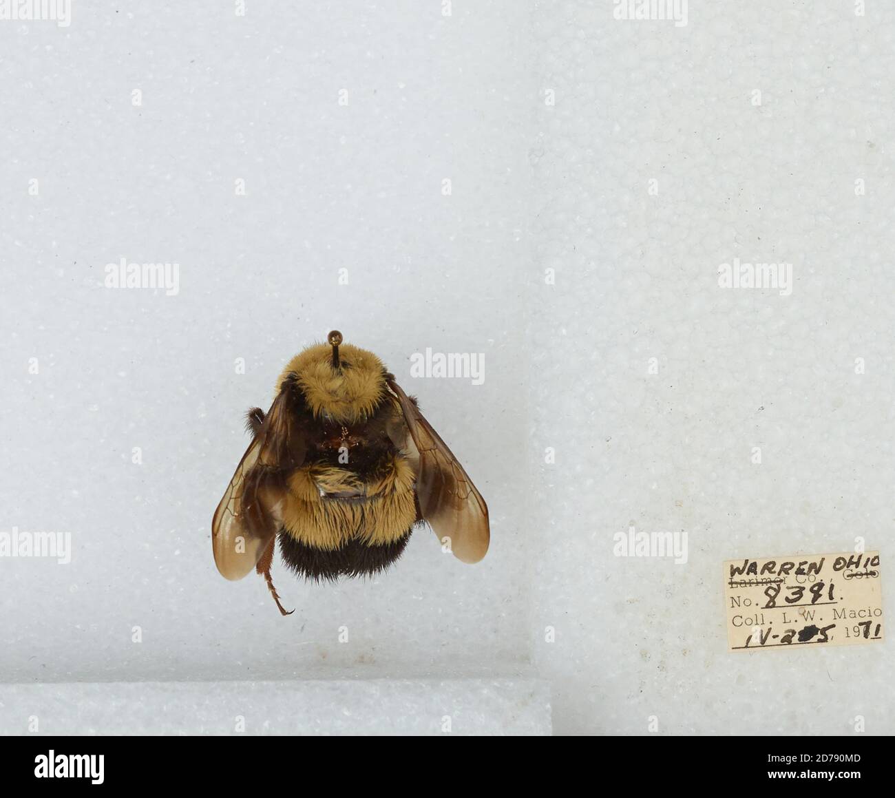 Warren, Ohio, United States, Bombus (Bombus) affinis Cresson, Animalia ...