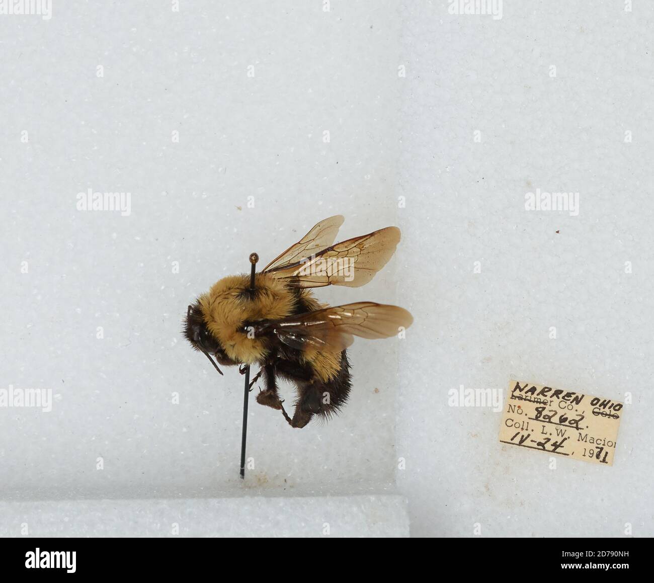 Warren, Ohio, United States, Bombus (Bombus) affinis Cresson, Animalia ...
