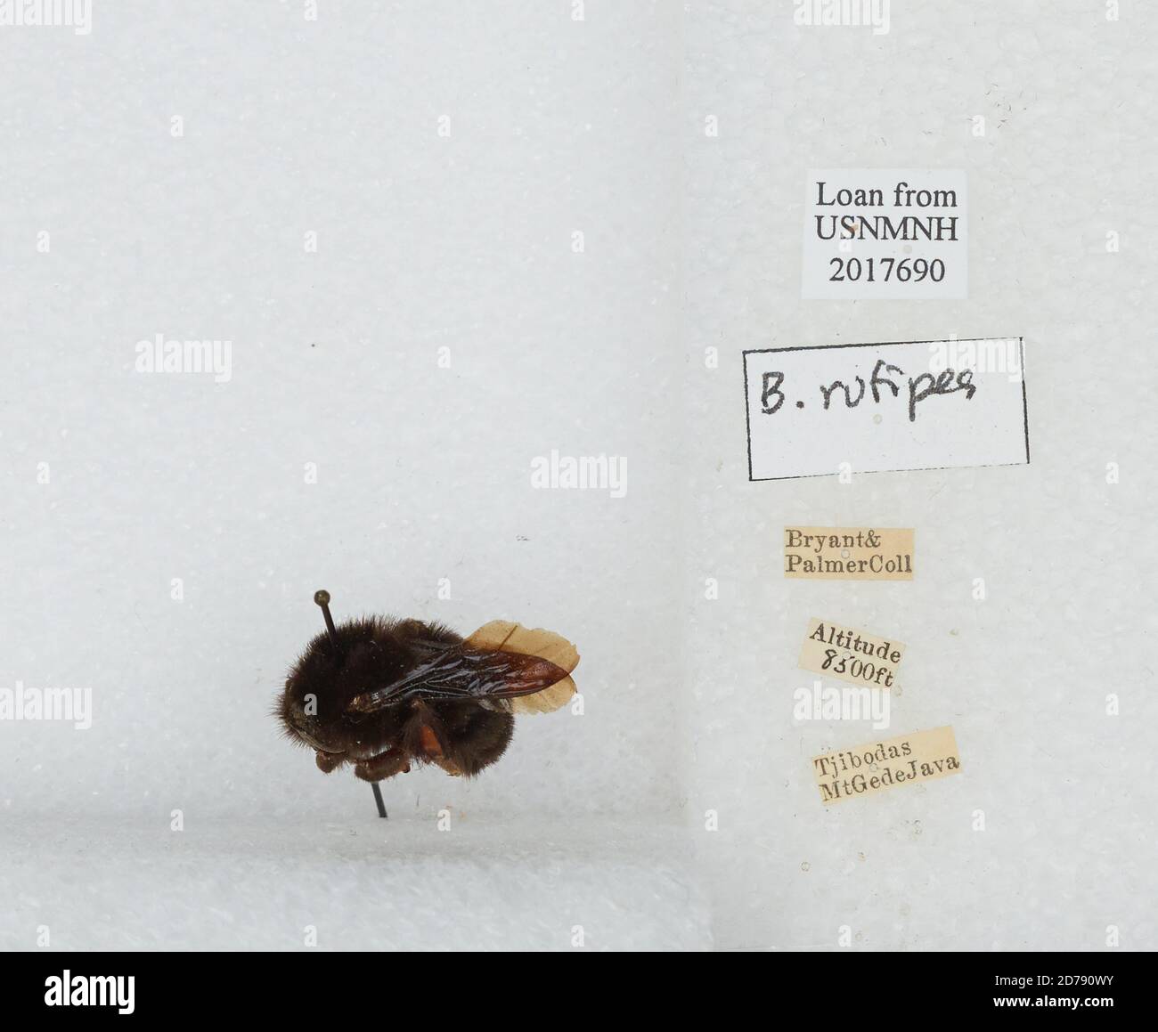 Mount Gede, Tijbodas., West Java, Indonesia, Bombus (Rufipedibombus ...