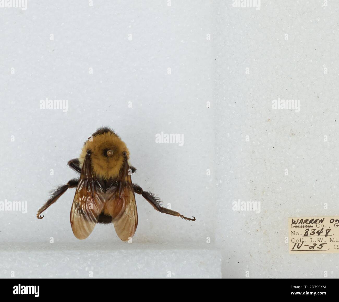 Warren, Ohio, United States, Bombus (Bombus) affinis Cresson, Animalia ...