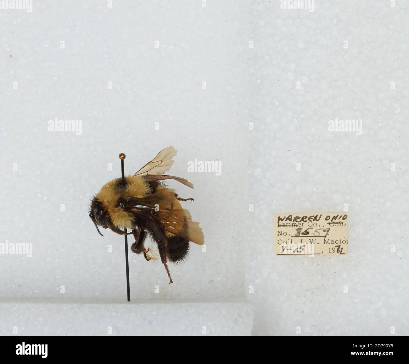 Warren, Ohio, United States, Bombus (Bombus) affinis Cresson, Animalia ...