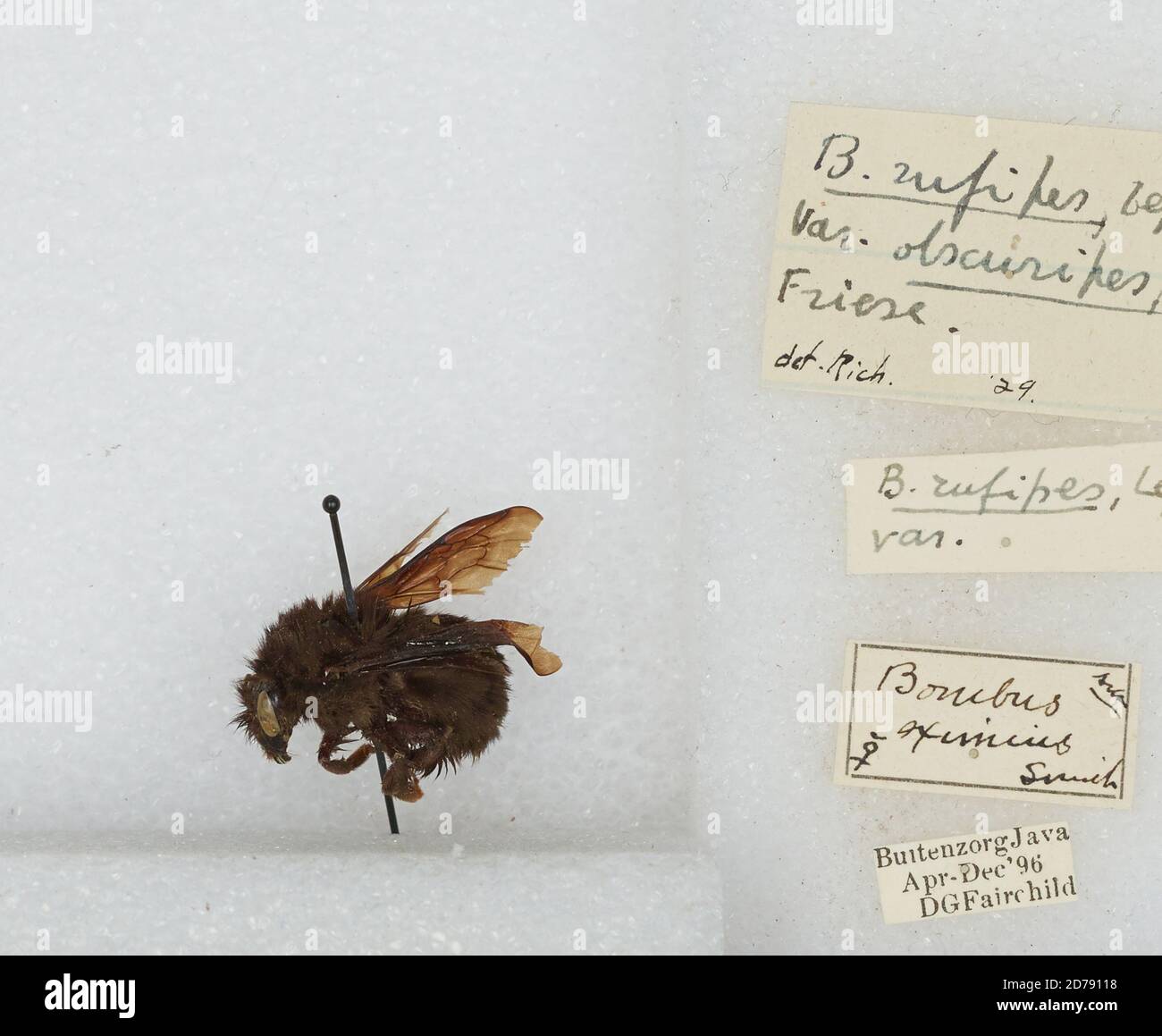 Rufipedibombus High Resolution Stock Photography and Images - Alamy