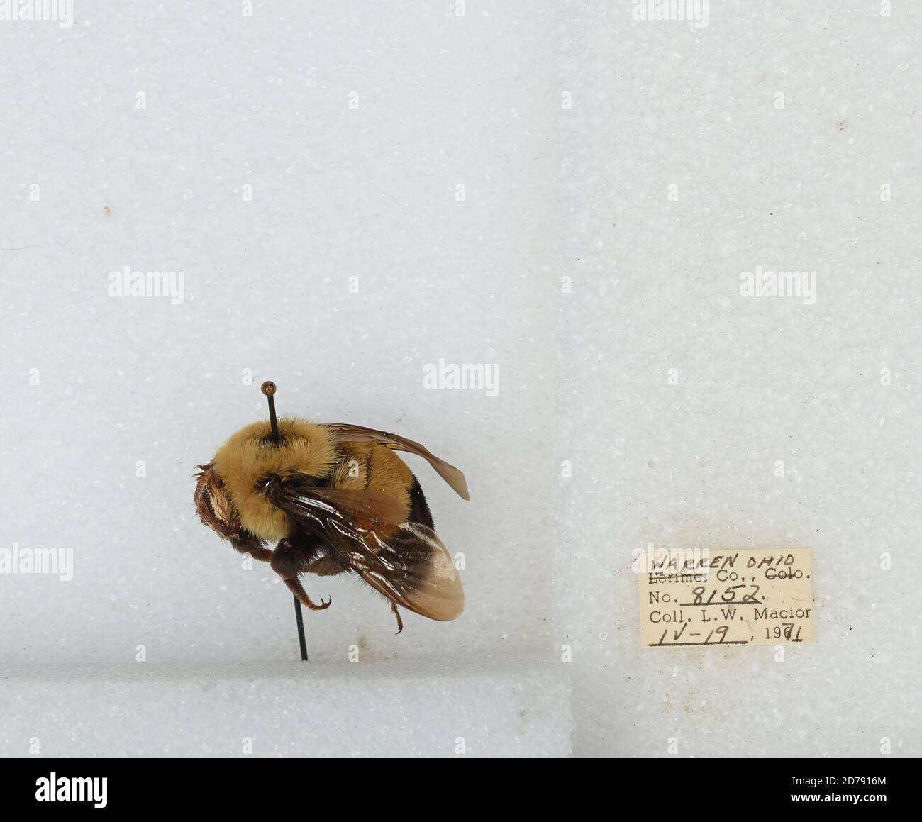Warren, Ohio, United States, Bombus (Bombus) affinis Cresson, Animalia ...