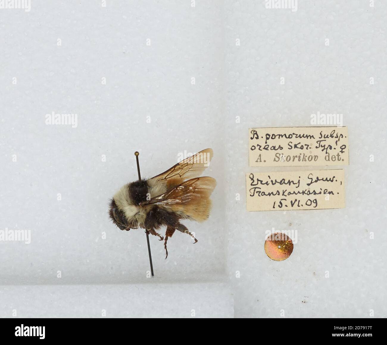 Bombus (Rhodobombus) pomorum (Panzer), Animalia, Arthropoda, Insecta, Hymenoptera, Apidae, Apinae Stock Photo