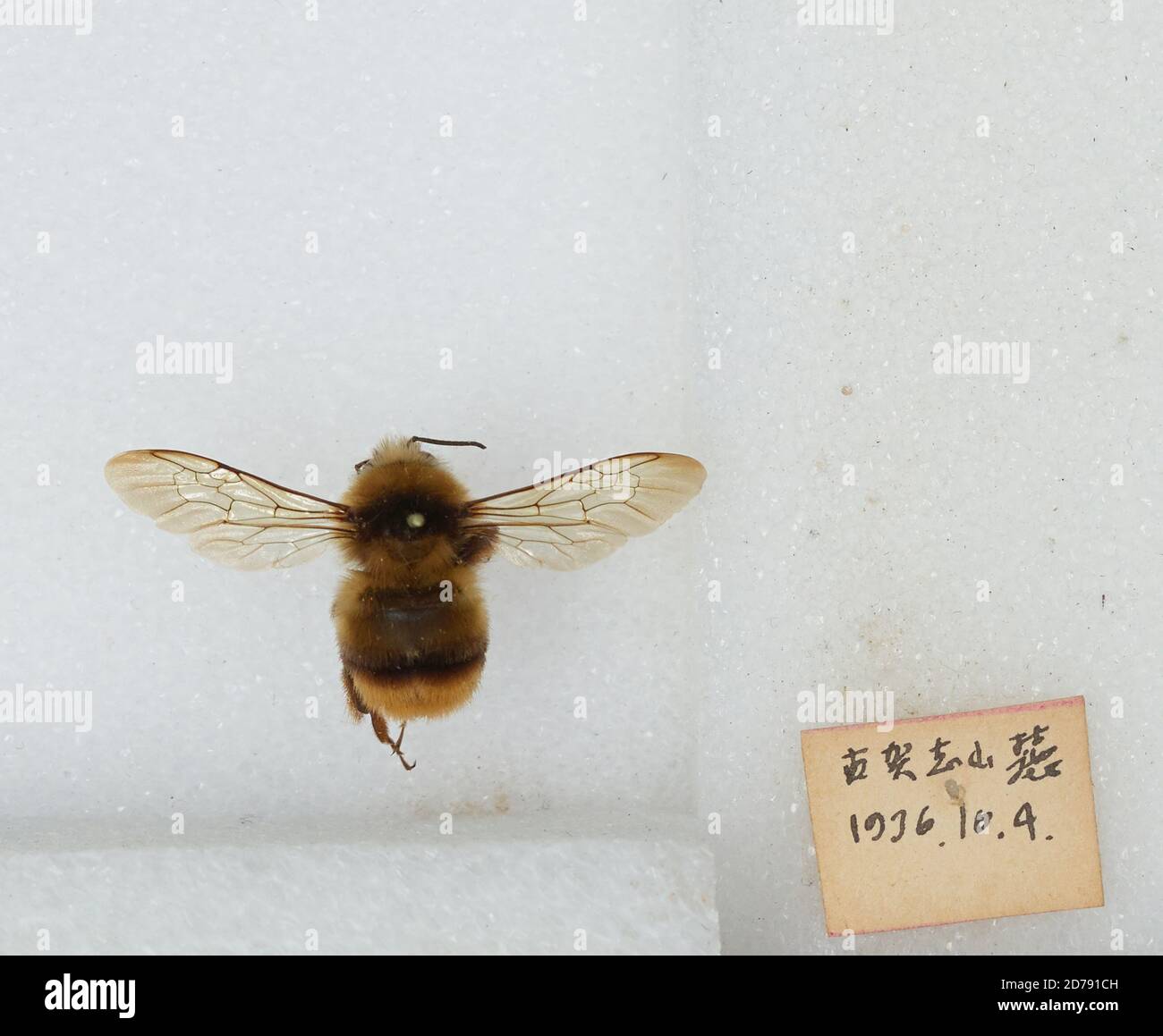 Bombus sp., Animalia, Arthropoda, Insecta, Hymenoptera, Apidae, Apinae ...