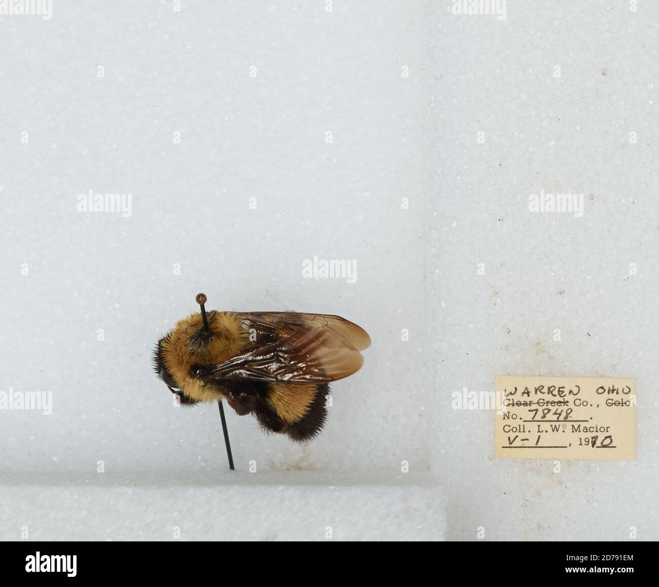 Warren, Ohio, United States, Bombus (Bombus) affinis Cresson, Animalia ...